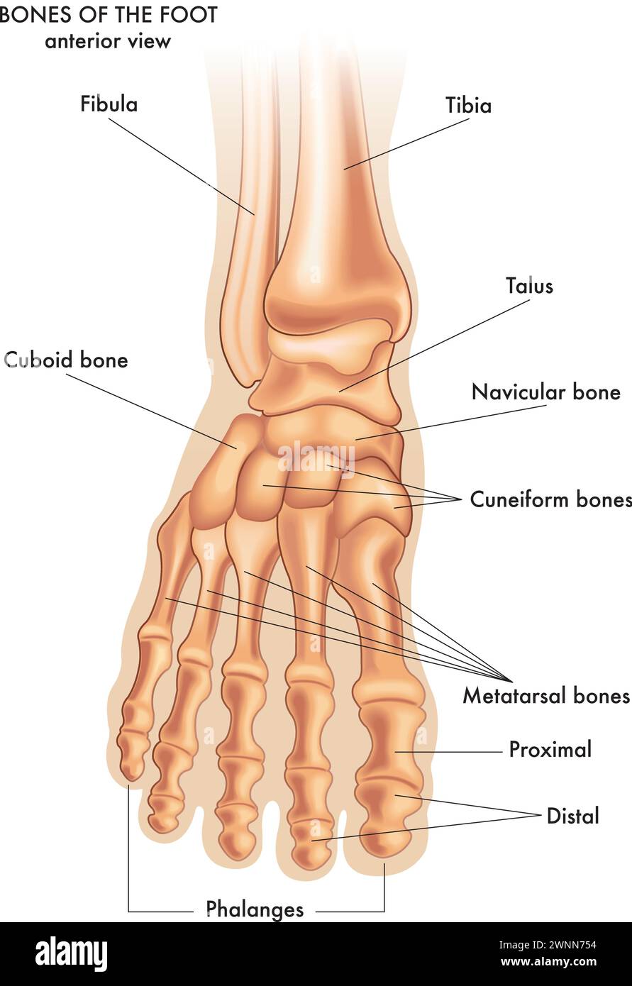 Illustration médicale des principales parties des os du pied en vue antérieure, avec annotations. Illustration de Vecteur