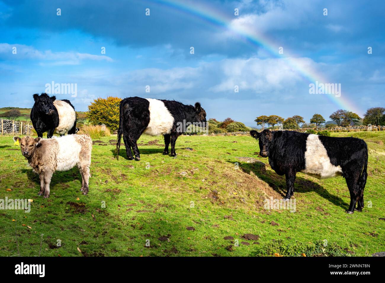 Vaches Galloway ceinturées, y compris un veau, dans le parc national de Dartmoor avec un arc-en-ciel au-dessus de la tête. Meldon, Devon, Angleterre, Royaume-Uni. Banque D'Images