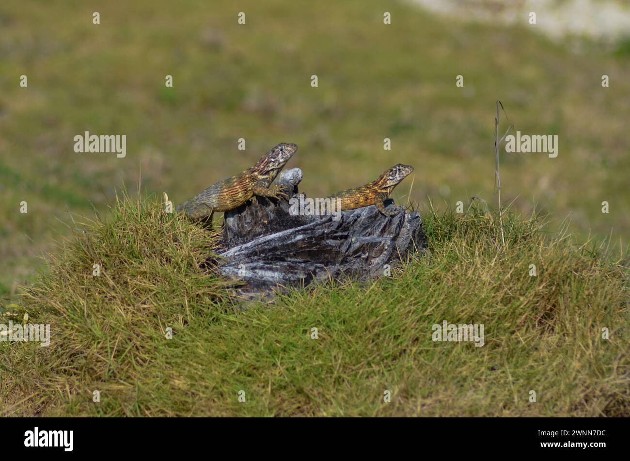 Lézards mâles et femelles à queue bouclée sur un vieil arbre une souche entourée d'herbe verte et jaune avec un fond flou. Banque D'Images
