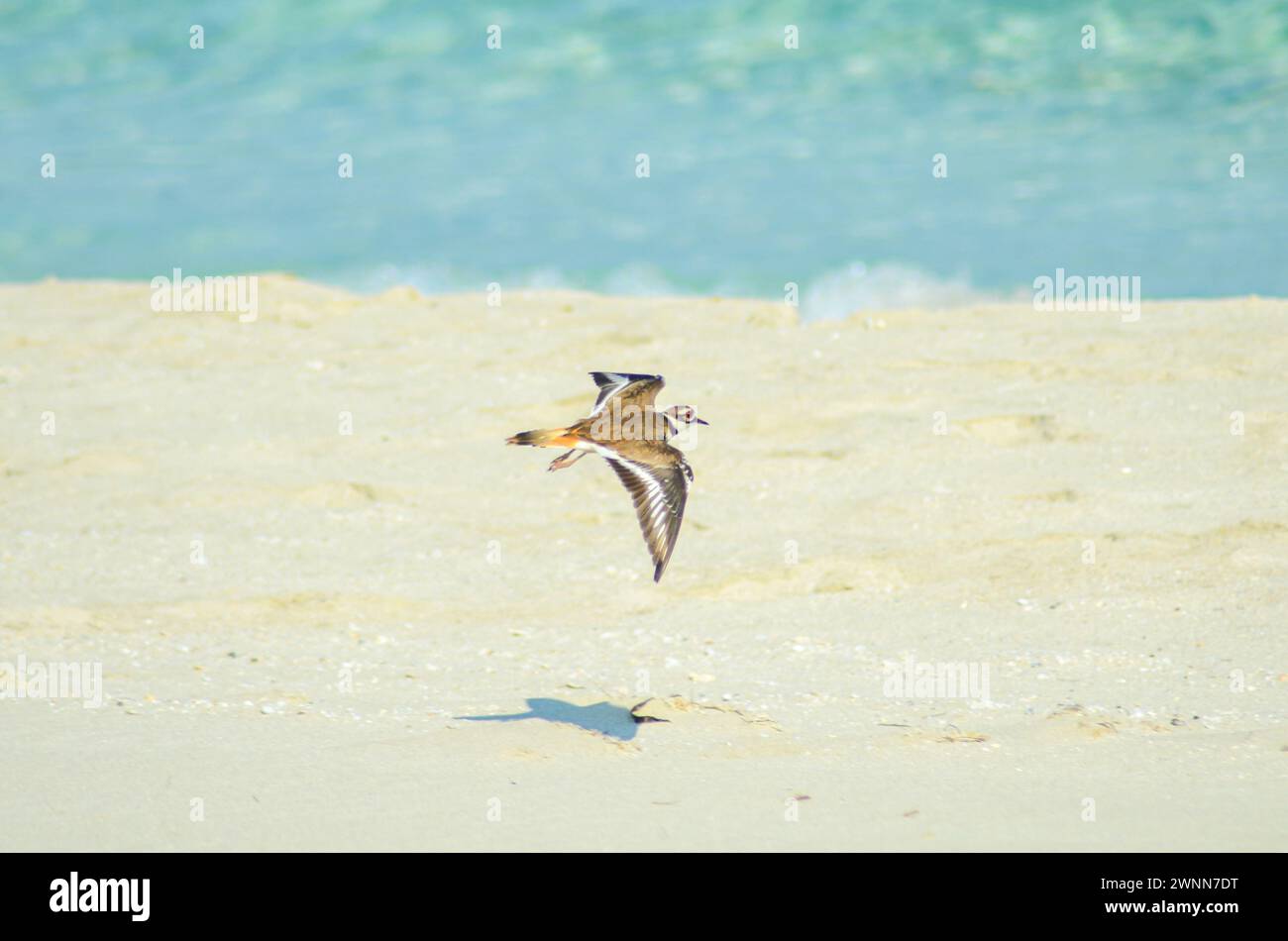 Vue latérale d'un Killdeer volant bas, ailes dehors, jambes en bas, ombre dans la plage rocheuse de sable avec un fond flou. Banque D'Images