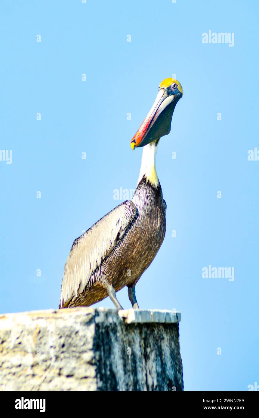 Pelican brun d'élevage, tête jaune vif, bec long, crochet jaune. Debout au sommet du brise-lames. Arrière-plan flou bleu. Banque D'Images