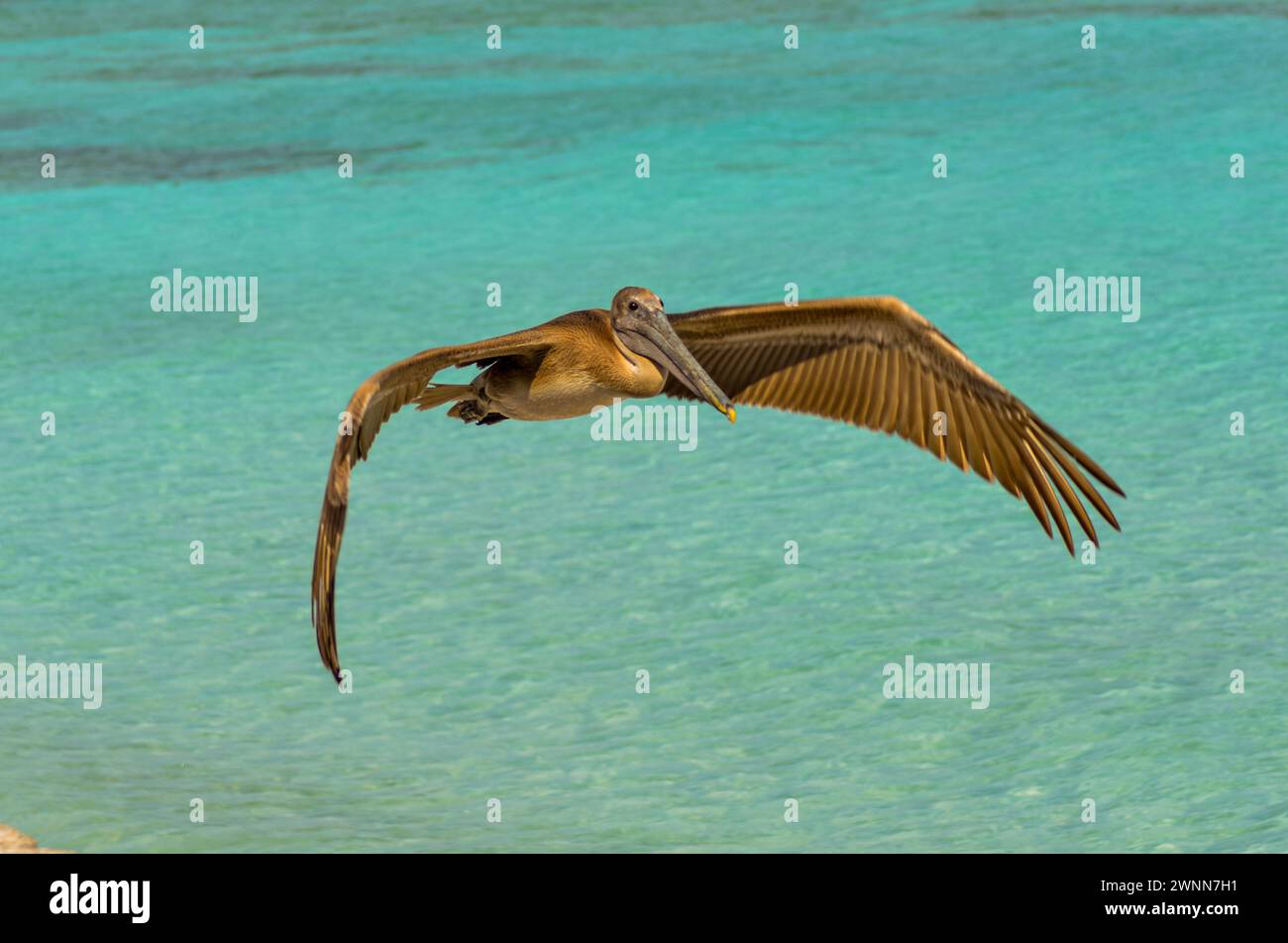 Un pélican brun planant au-dessus de l'eau bleu vif de l'océan. Wingspread grand ouvert. Banque D'Images