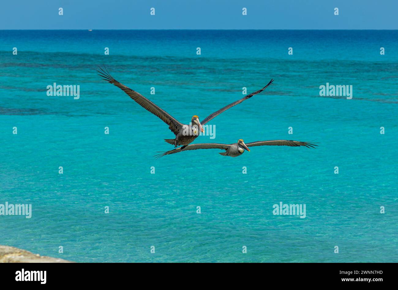 2 panage Brown Pelican survolant l'océan bleu vif, les ailes s'étirent. Banque D'Images