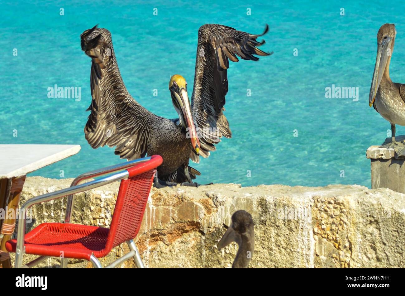 Élevage de pélican brun, ailes déployées en largeur, perchées sur un mur de patio en ciment. Banque D'Images