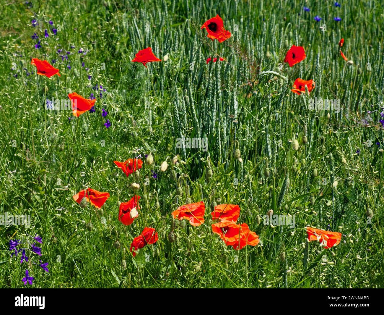 Les coquelicots fleurissent au milieu de la végétation dense d'un champ de blé. Banque D'Images