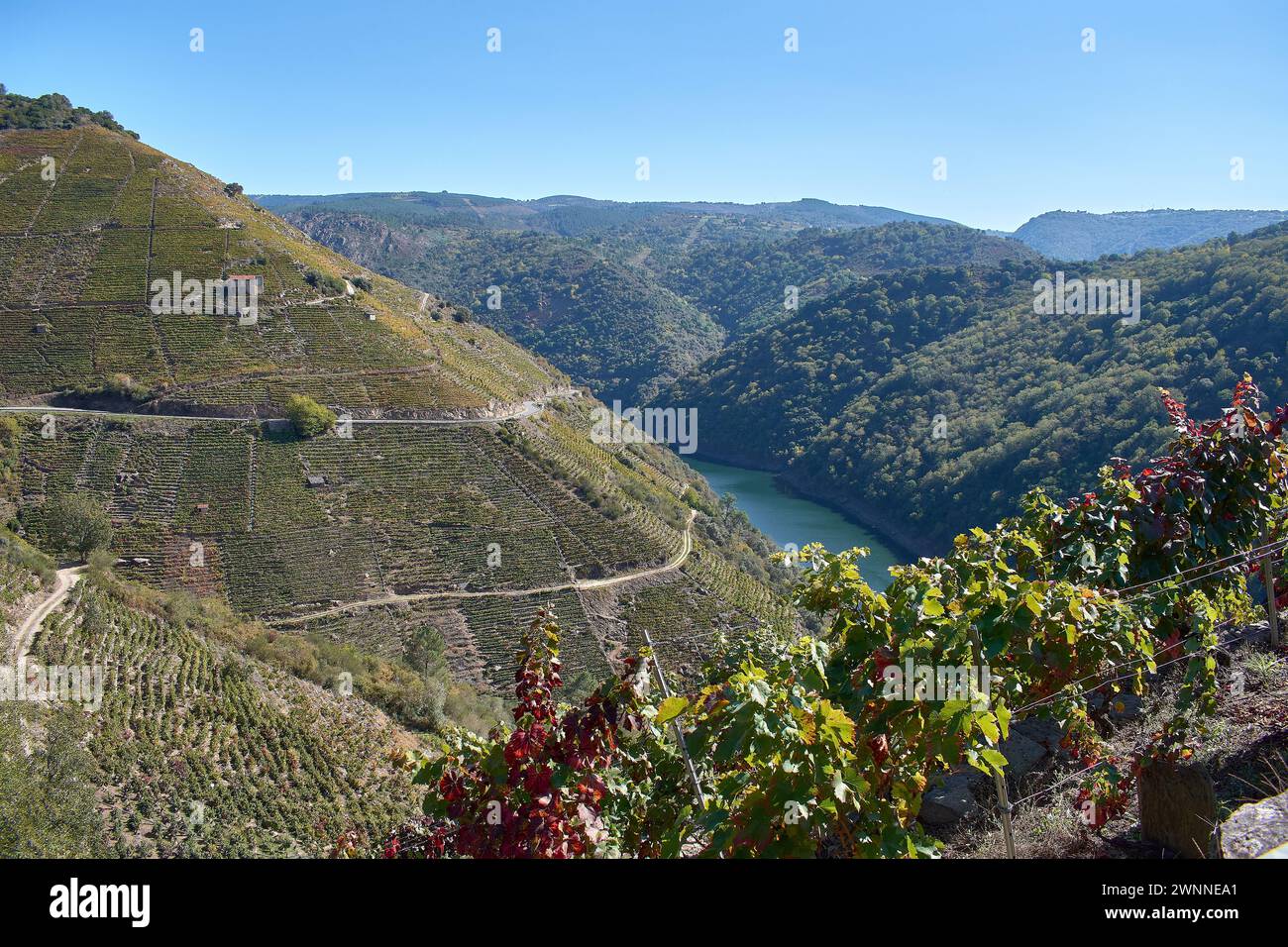 Point de vue sur les terrasses des canyons de Sil dans la Ribeira Sacra où la célèbre récolte héroïque a lieu à Sober, Lugo, Espagne Banque D'Images