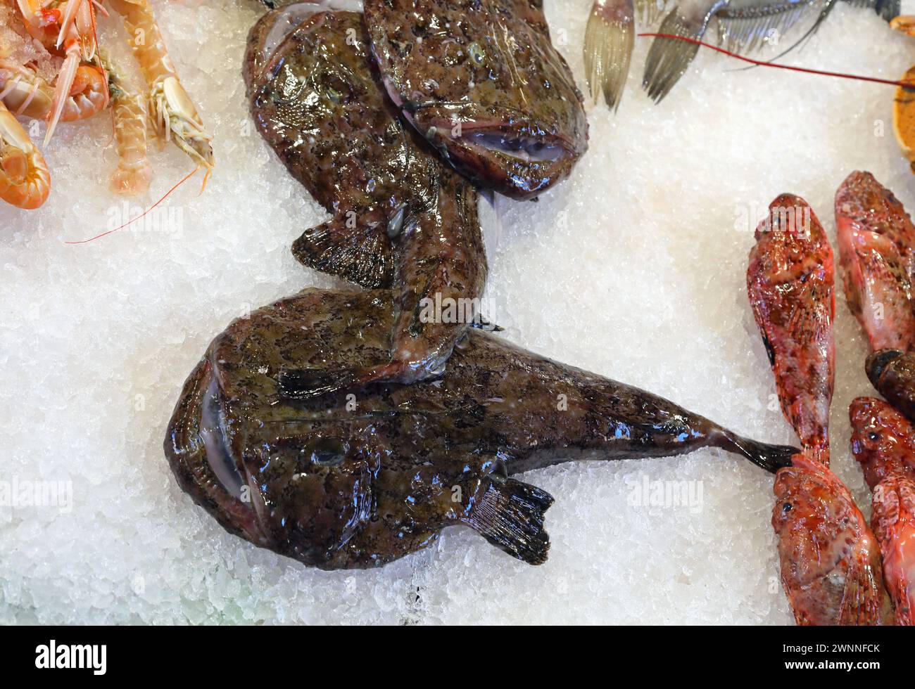 Poisson Monkfish avec museau large et bouche ouverte sur la glace du comptoir à vendre dans le magasin de poisson au marché aux poissons avec d'autres types de poissons tels que s Banque D'Images
