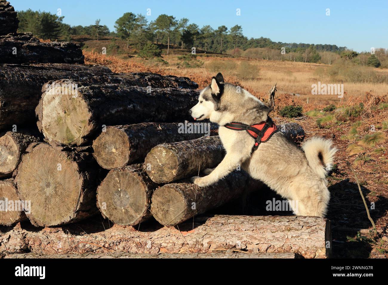 Husky sibérien. Promenade à chien hors plomb dans la forêt de Wareham. Chien curieux grimpant en bois empilés. Banque D'Images