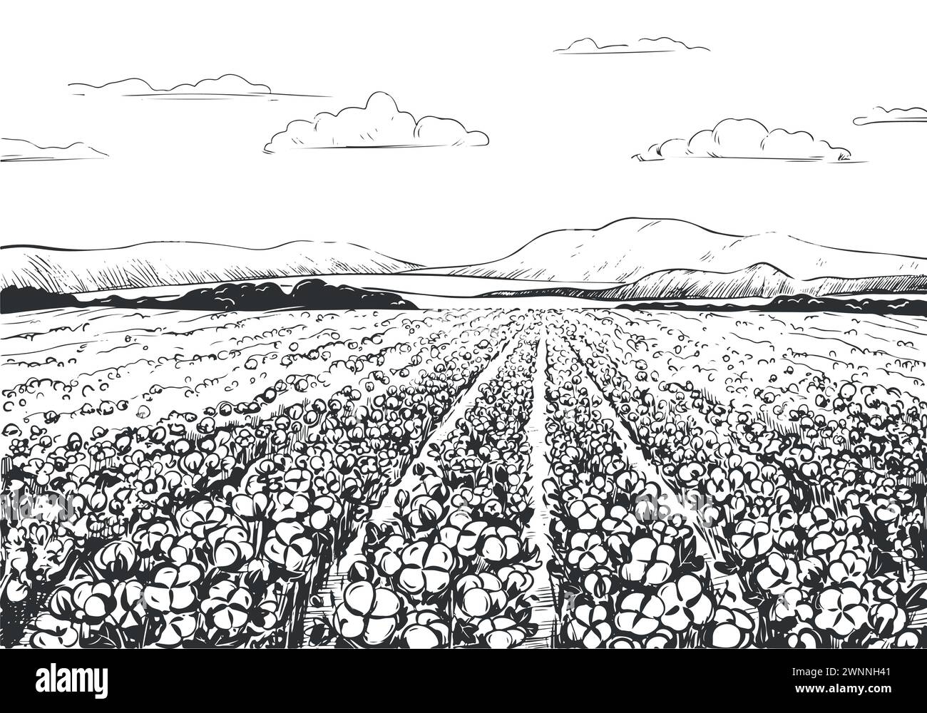 Esquisse vectorielle d'un champ de coton. Paysage rural avec des montagnes, temps de récolte. Feuilles et fleurs de coton, illustration détaillée d'une ferme en gravure Illustration de Vecteur