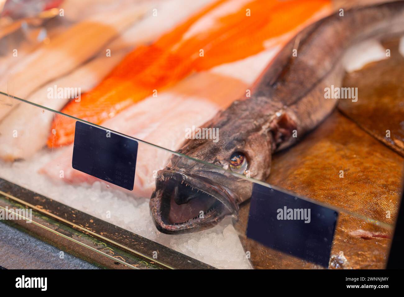 Poisson norvégien effrayant exposé dans un magasin de poissons dans le centre de Bergen avec petite theth visible et bouche ouverte. Poisson effrayant sur la glace. Banque D'Images