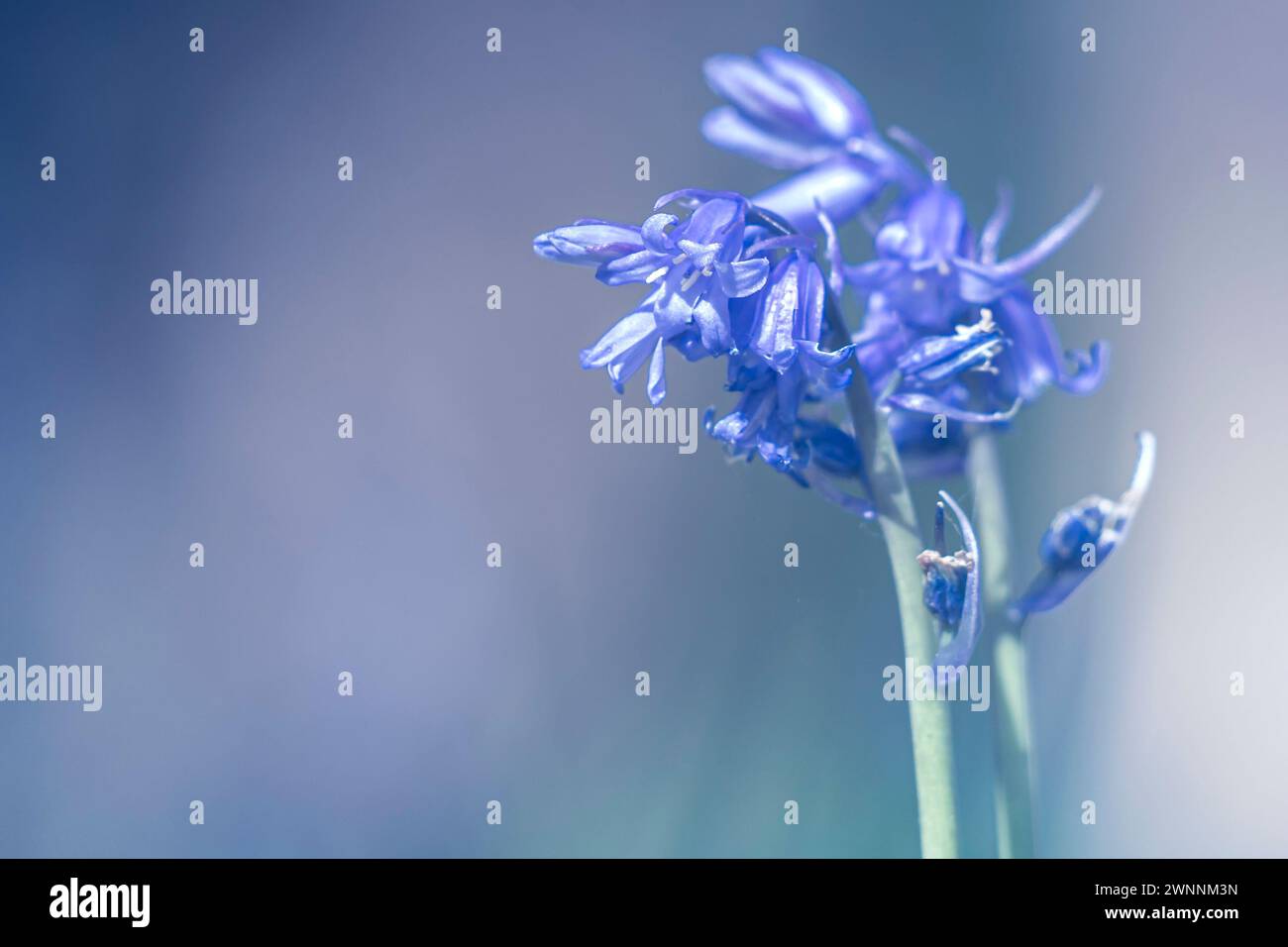 Plusieurs jolies et colorées plantes à fleurs vivaces avec des feuilles et des tiges vertes fleurissant à l'extérieur dans un parc ou une cour arrière Banque D'Images