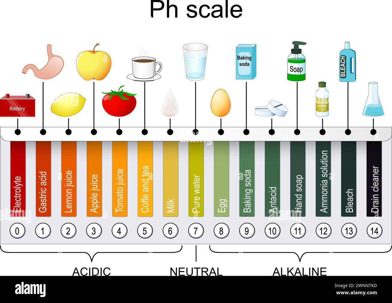 Echelle pH. Indicateur universel pH. Surveiller le pH pour les niveaux alcalins et acides. Nuancier de papier tournesol. illustration vectorielle Illustration de Vecteur