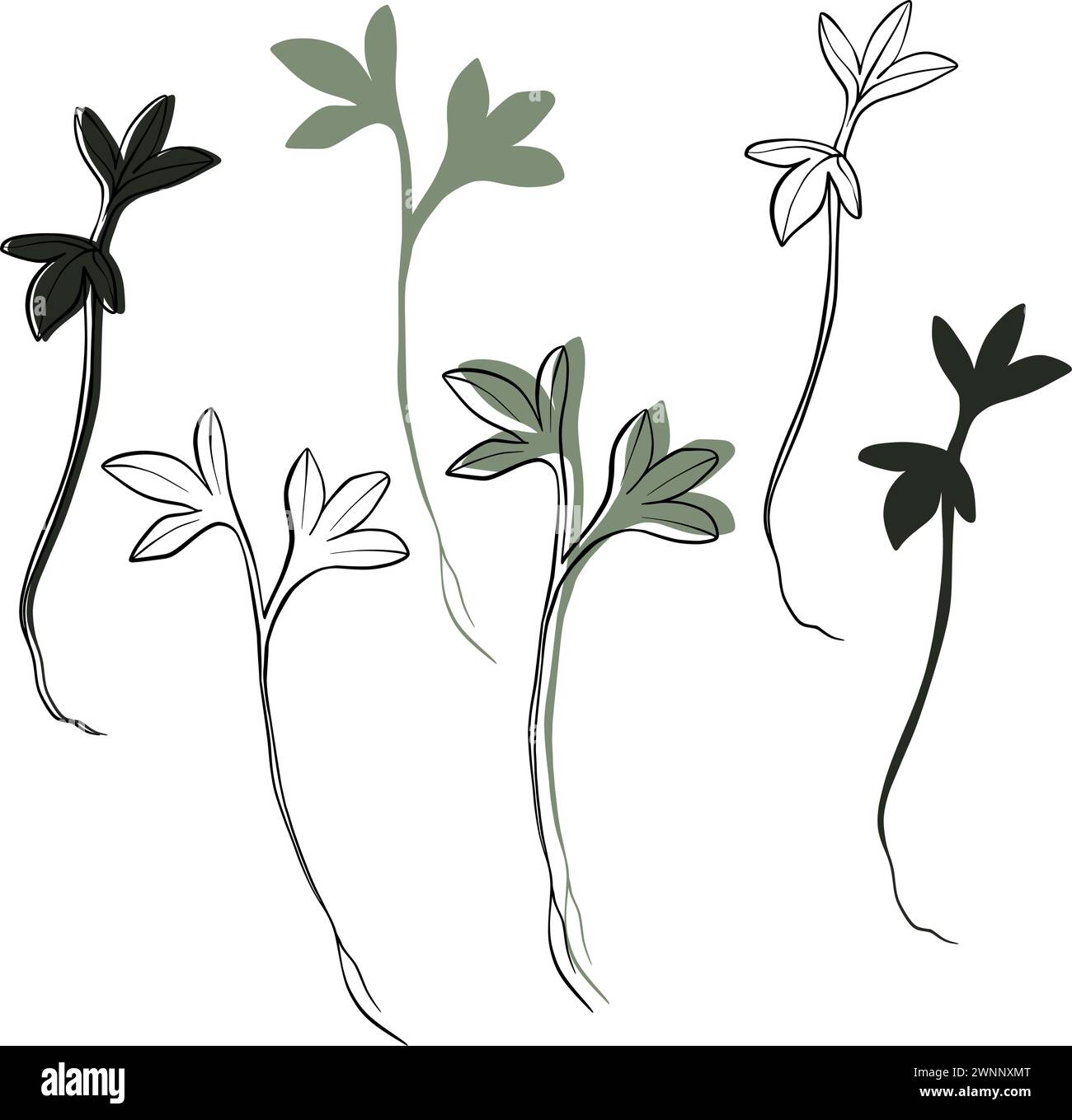 Illustration dessinée à la main par vecteur de cresson microgreens. Contour et plante verte. Pousses de plante de cresson d'eau. Set pour le menu de conception, logo, emballage de Illustration de Vecteur