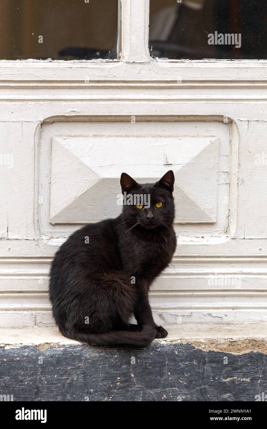 Chat noir errant assis devant un magasin dans le vieux Bazar turc à Skopje, Macédoine du Nord. Banque D'Images