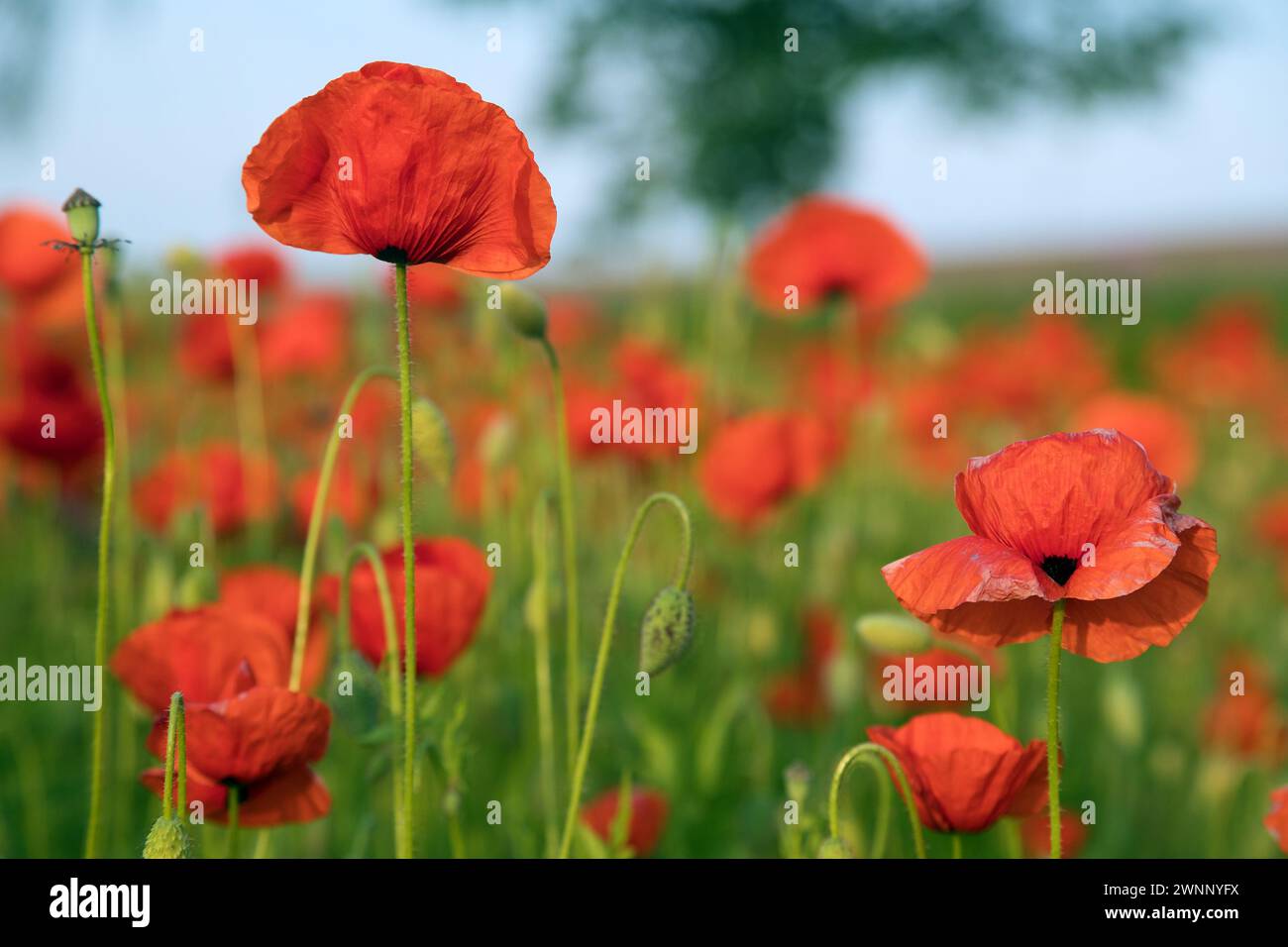 Champ de coquelicots rouges ou pavot commun, pavot de maïs, rose de maïs, pavot de champ, pavot de flandre, en latin Papaver Rhoaes Banque D'Images