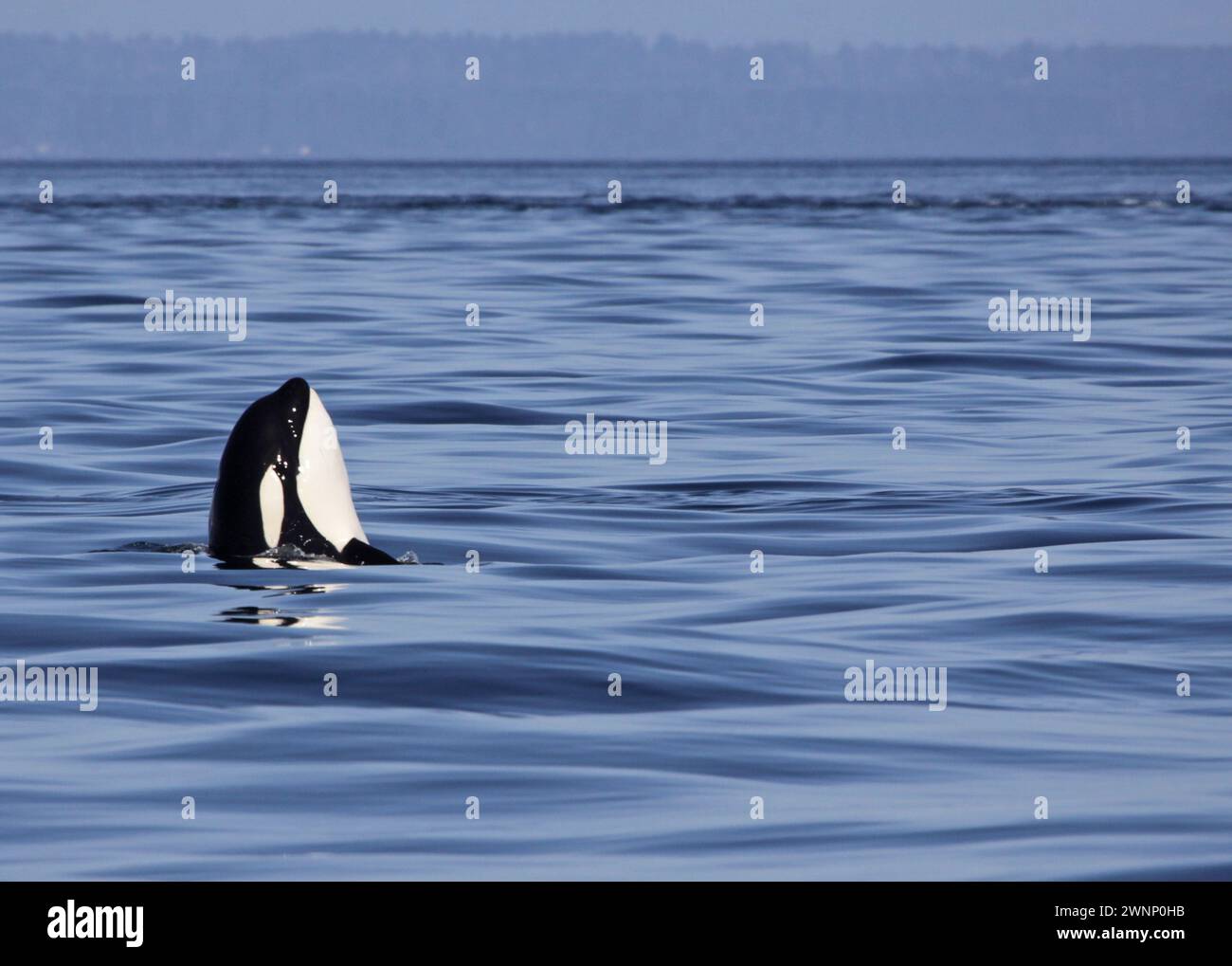 Un épaulard (Orcinus Orca) faisant surface dans le détroit de Georgia en Colombie-Britannique, Canada. Banque D'Images