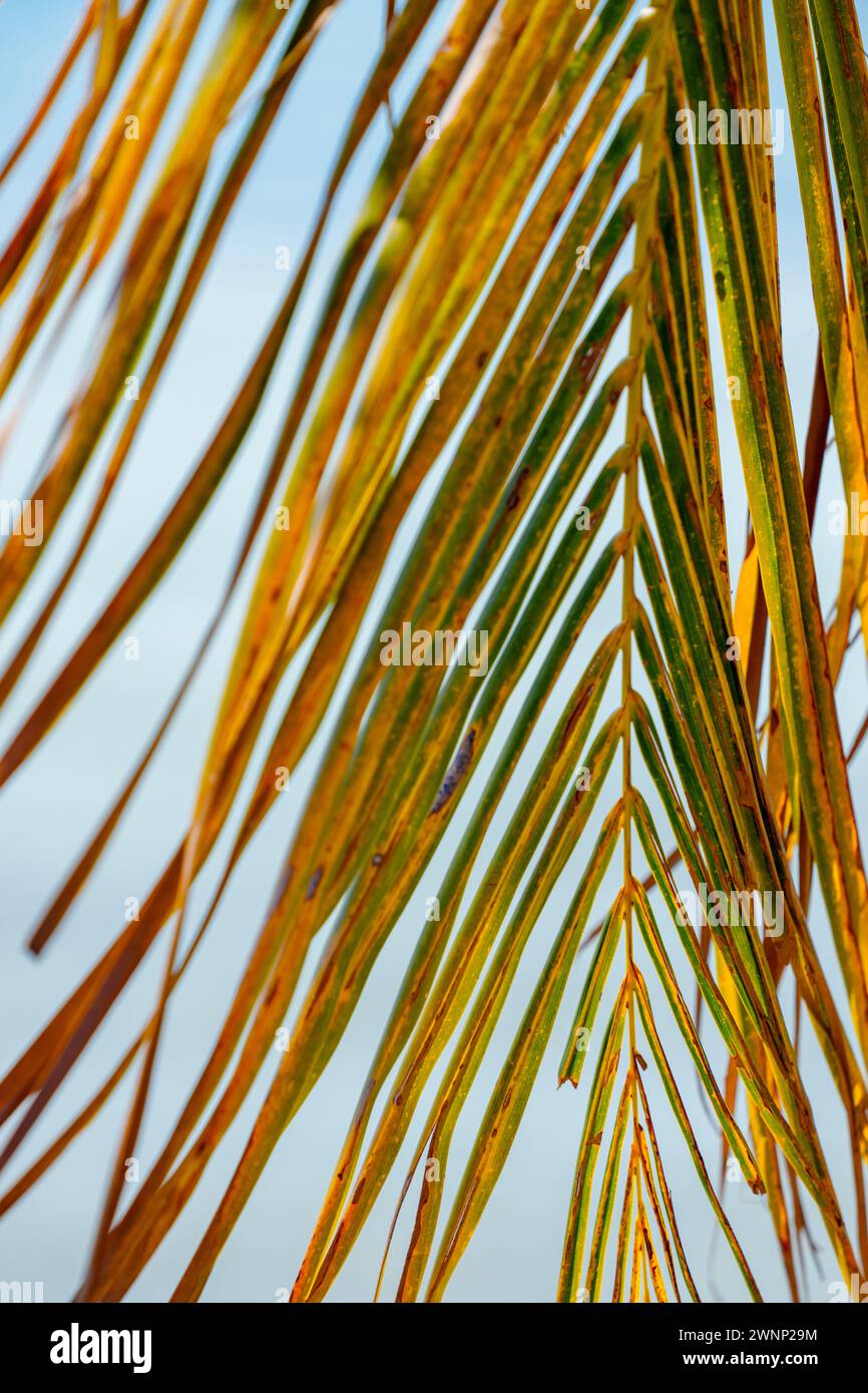 Feuilles de palmier photo verticales vert et jaune Banque D'Images