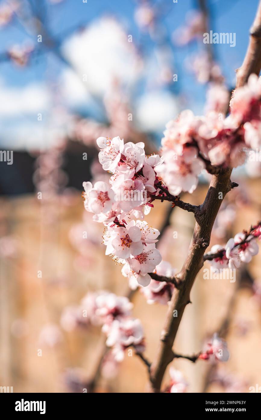 Le printemps arrive dans notre jardin Banque D'Images