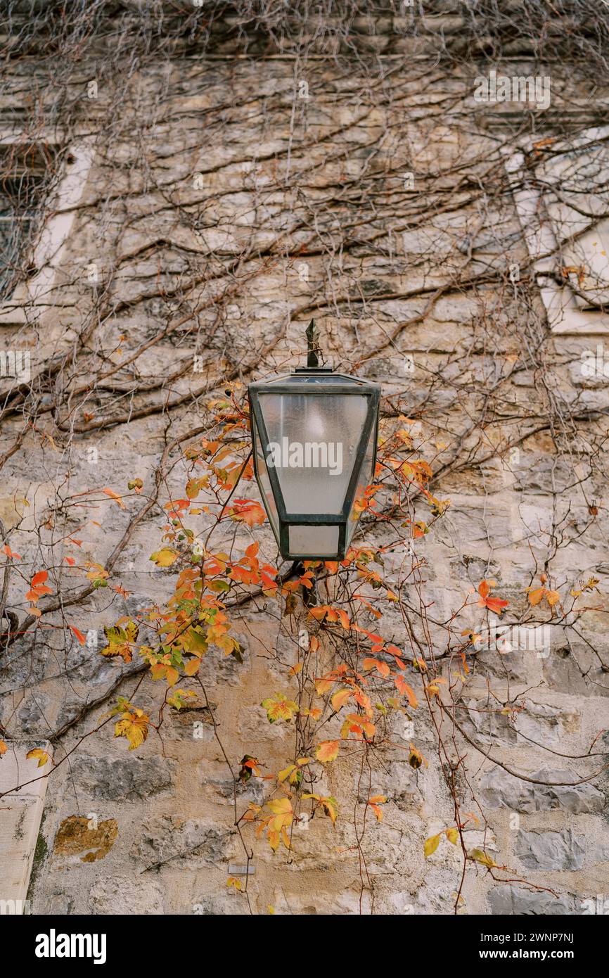 Lanterne accroche à une vieille maison en pierre tissée de branches de lierre Banque D'Images