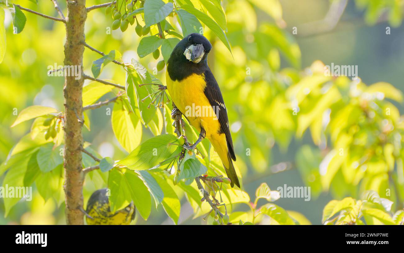 Oiseau Grosbeak à ailettes ponctuelles (Mycerobas melanozanthos) perché dans un arbre feuillu se nourrissant de fruits à Chiang mai, Thaïlande Banque D'Images