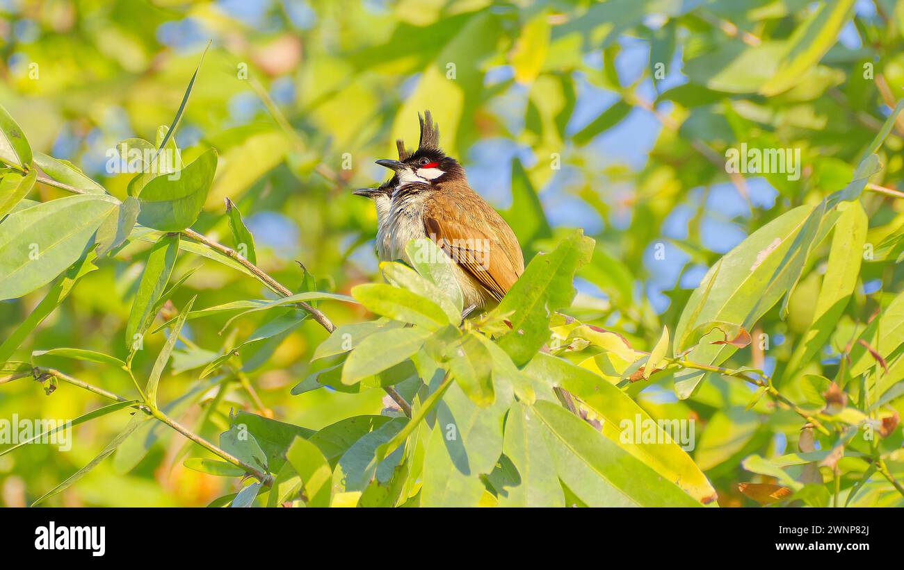 Paire de bulbul à moussettes rouges perchée dans un arbre feuillu à Doi Chiang Dao, Chiang mai, Thaïlande Banque D'Images