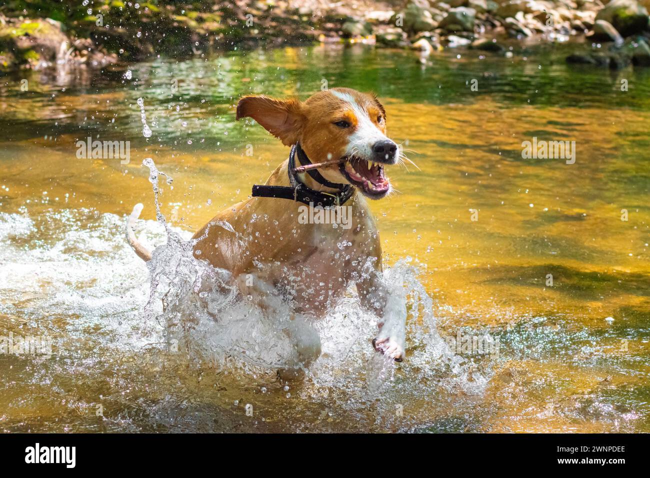 Un chien en colère sautant dans la rivière a fait rage en montrant des dents Banque D'Images