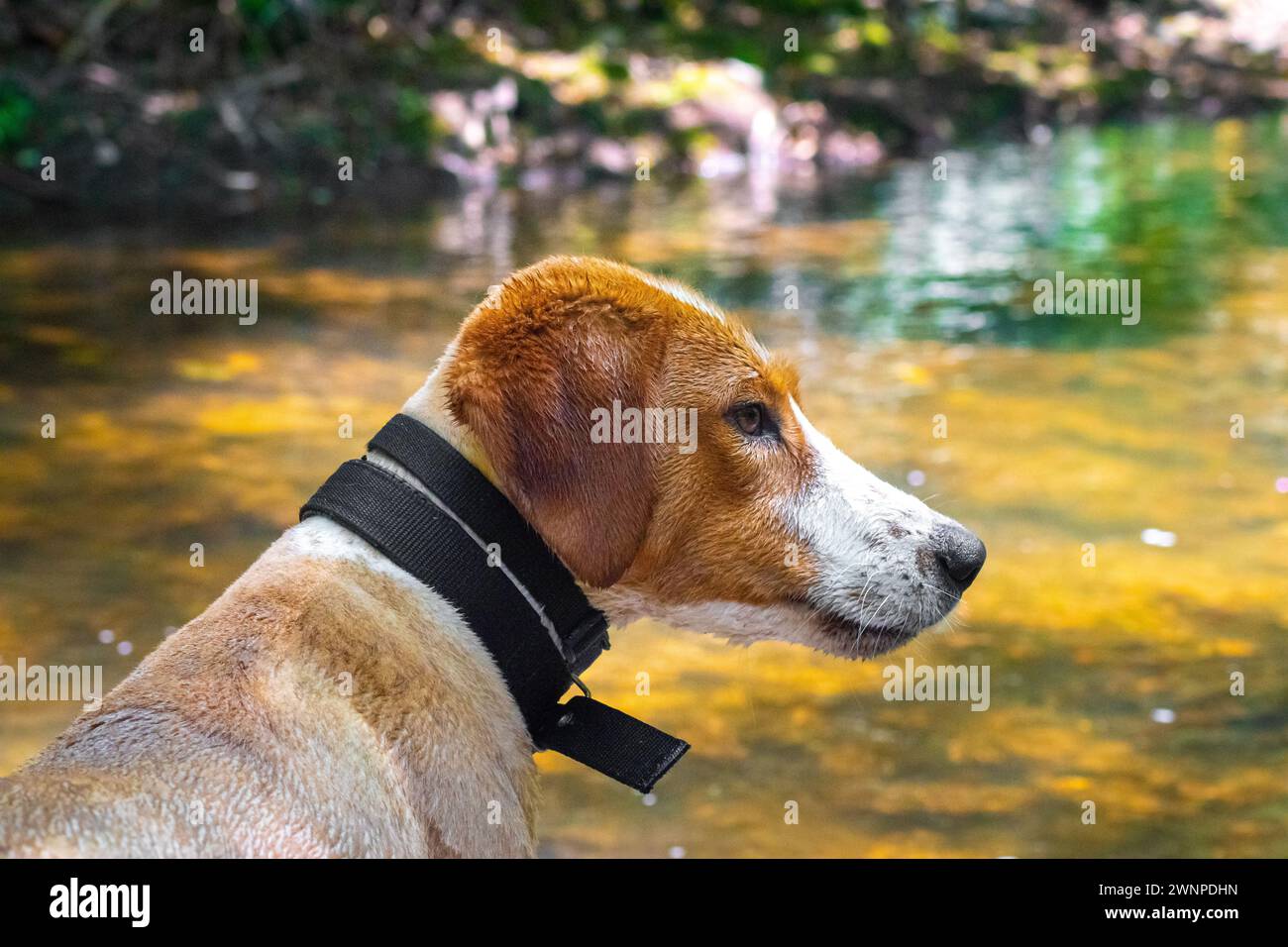 Chien mouillé à la rivière regardant curieusement sur le côté. Banque D'Images