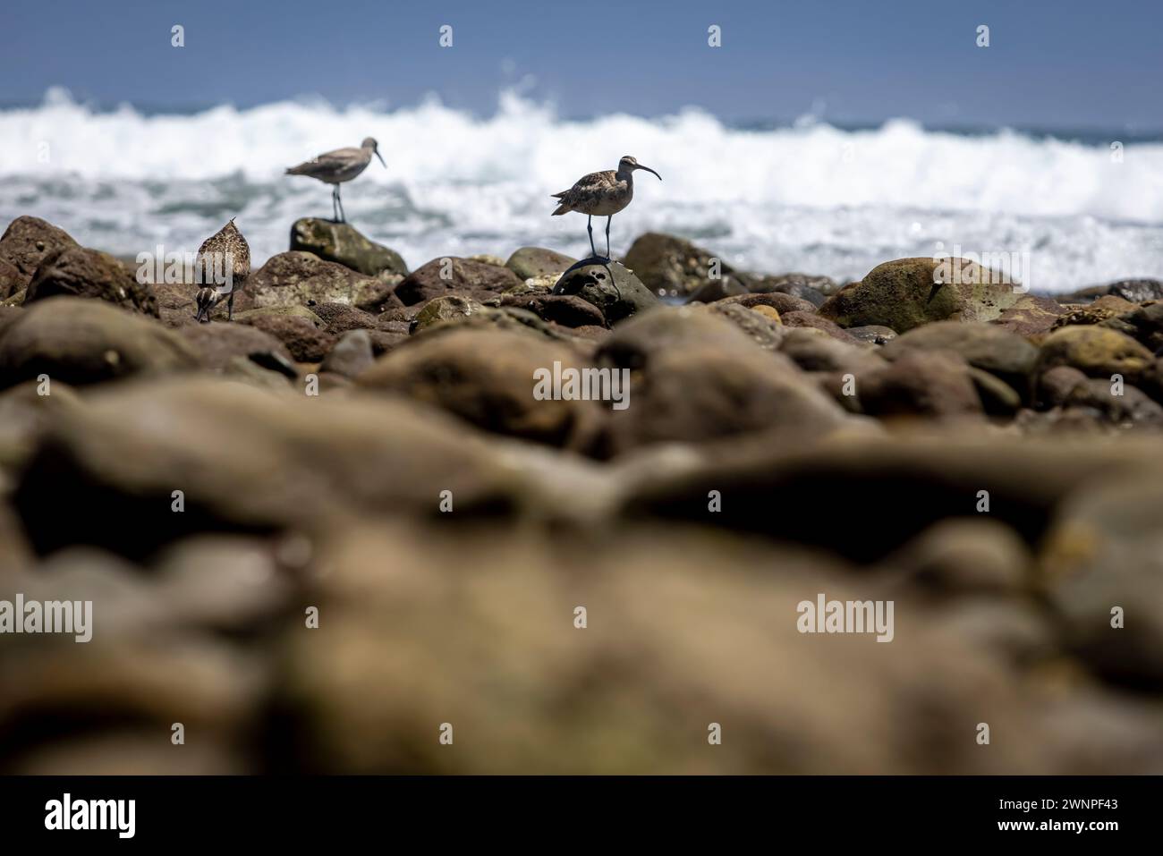 Les Whimbrels recherchent de la nourriture, de préférence de minuscules crabes, entre les rochers dans les marées de Malibu Beach. Banque D'Images