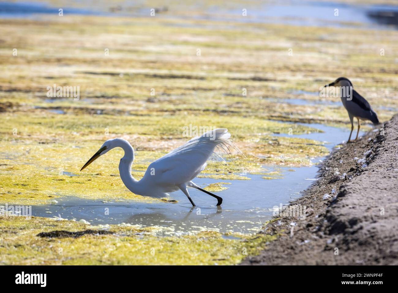 Une Grande aigrette, avec un Grand Héron bleu (forme bleue immature) en arrière-plan, les yeux pêchent sous la surface dans la lagune de Malibu. Banque D'Images