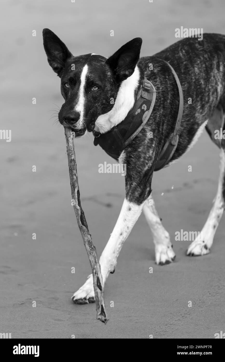 Chiens au jeu dans et près de l'eau à Malibu. Banque D'Images