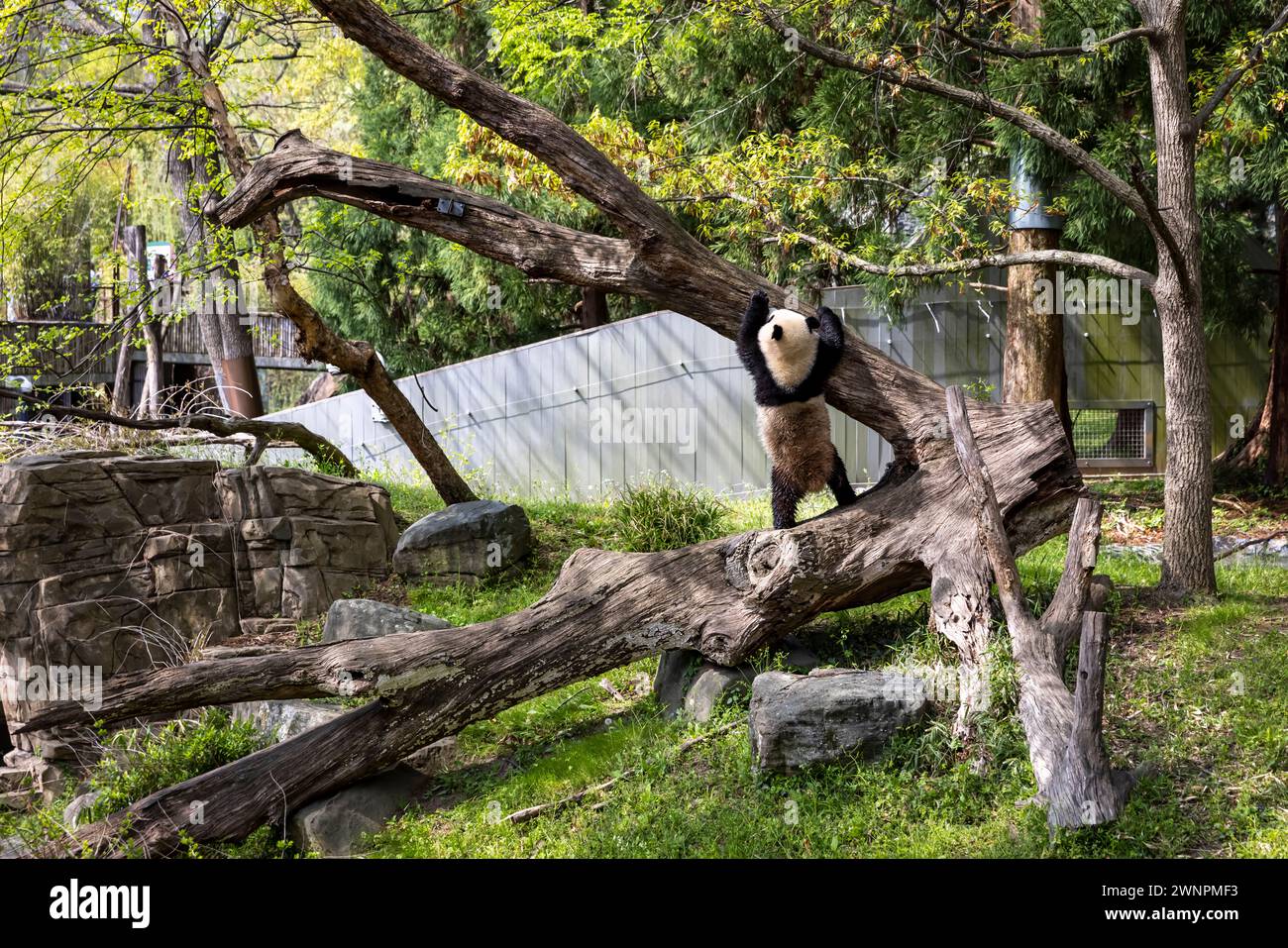 Washington D.C. abrite le zoo Smithsonian, le zoo national des États-Unis, où les pandas ont été prêtés par la Chine jusqu'en 2023. Banque D'Images