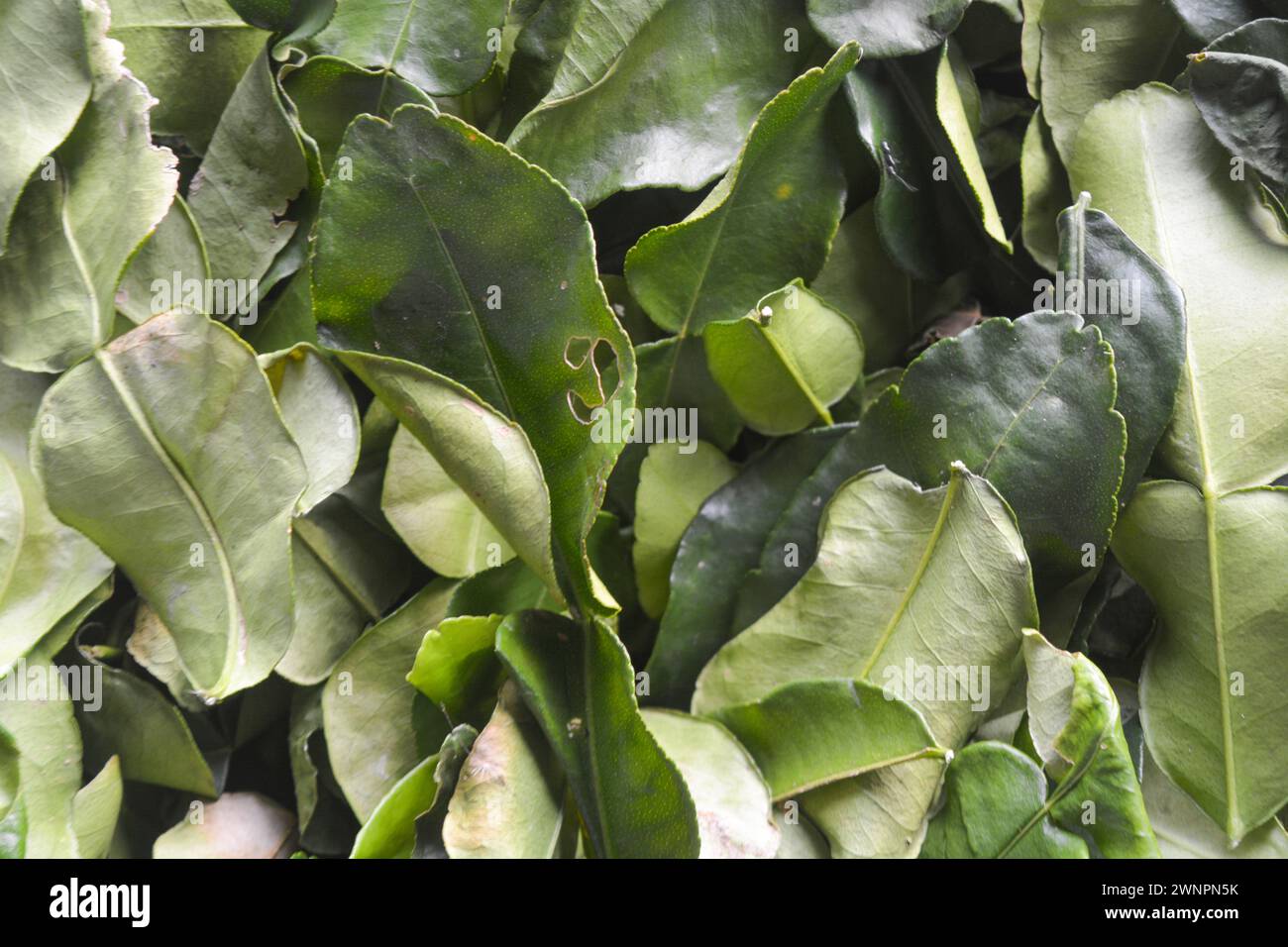 Gros plan photo de feuilles de citron vert kaffir. pour la cuisson des ingrédients Banque D'Images