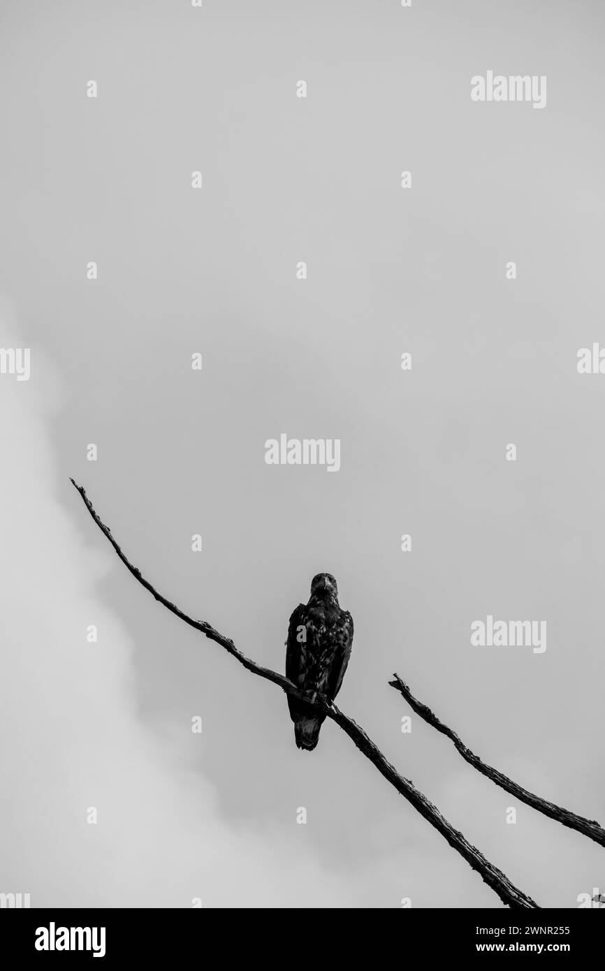 Photo en noir et blanc d'un alcôve assis sur une branche d'arbre morte et regardant droit devant, Centre de la Colombie-Britannique, Canada Banque D'Images