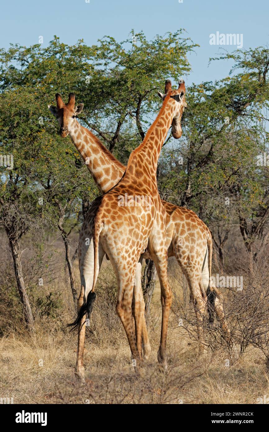 Deux girafes (Giraffa camelopardalis) se tenant dans un habitat naturel, en Afrique du Sud Banque D'Images
