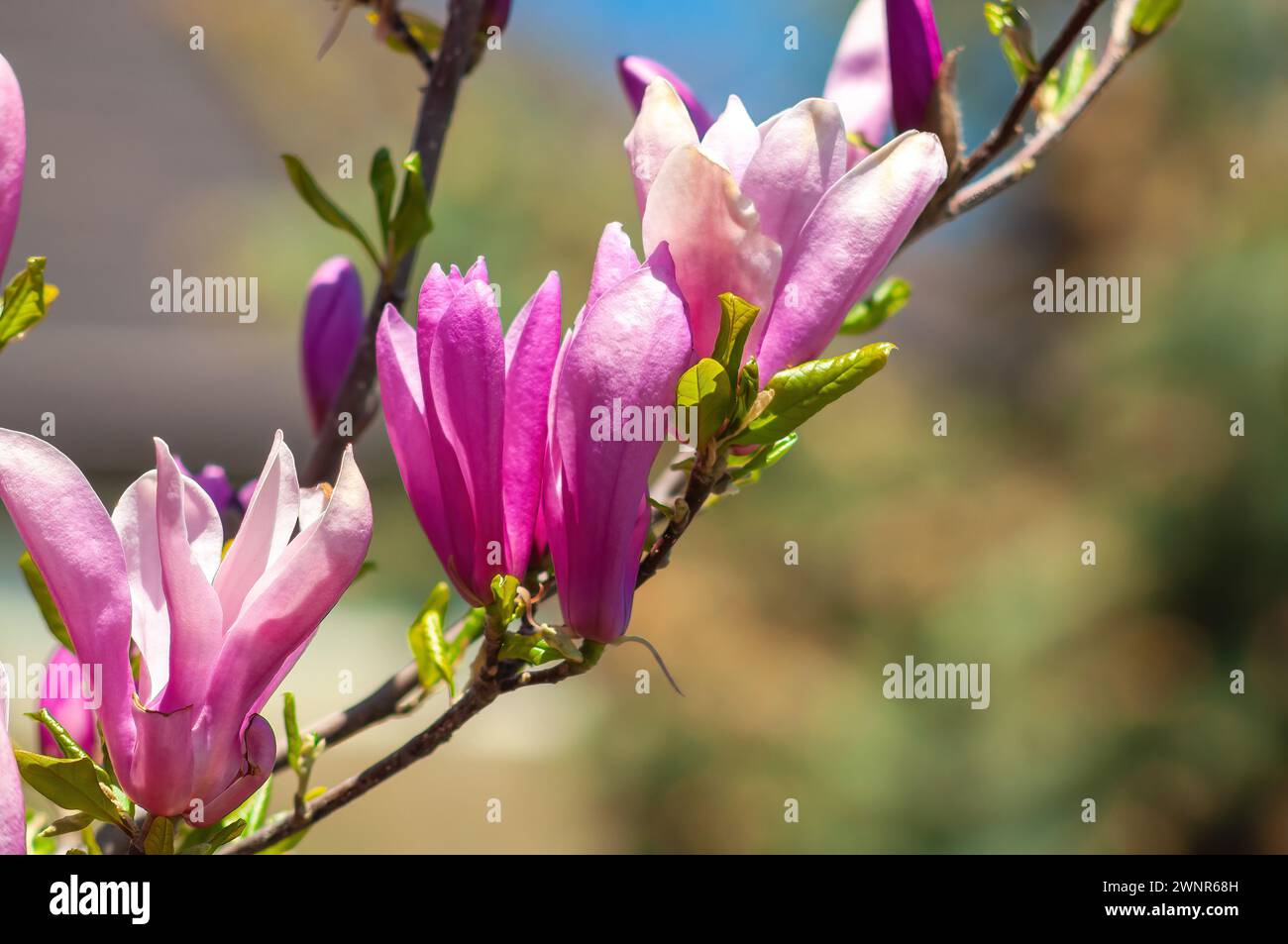 Éclatantes fleurs de magnolia en pleine floraison, mettant en valeur leurs pétales rayonnants Banque D'Images