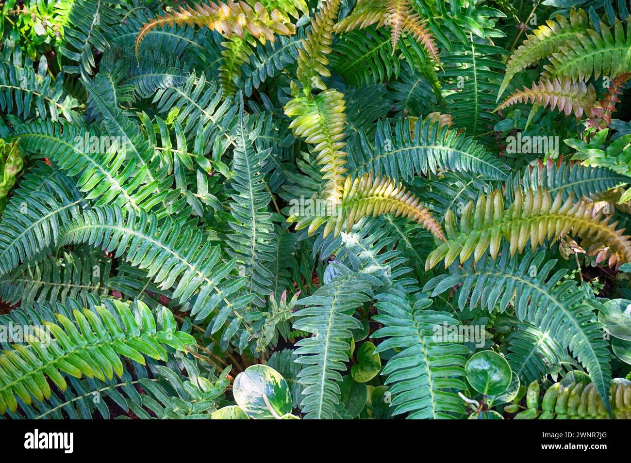 texture végétale de fougère verte comme fond naturel très agréable Banque D'Images