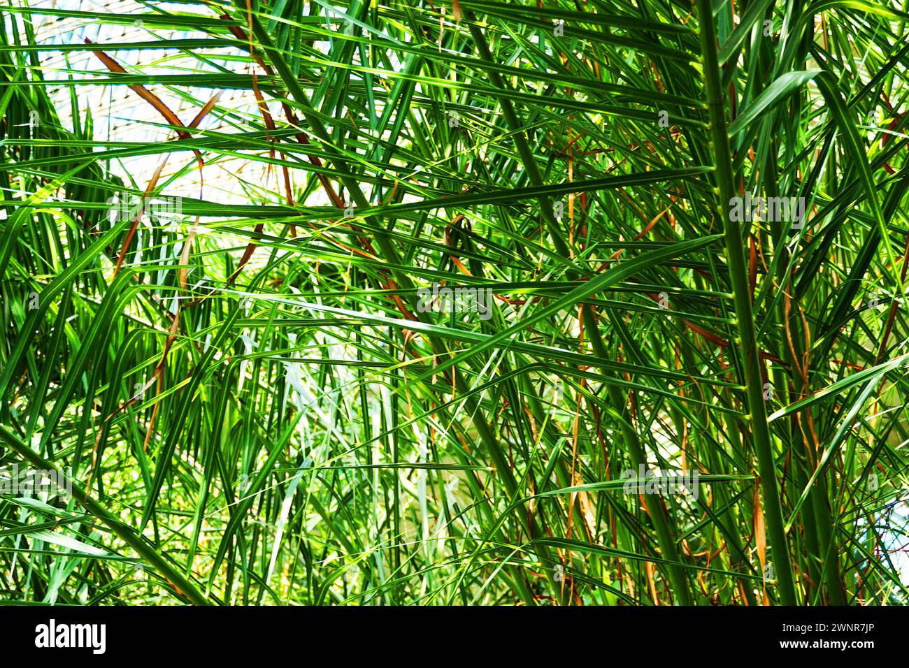 texture végétale de fougère verte comme fond naturel très agréable Banque D'Images