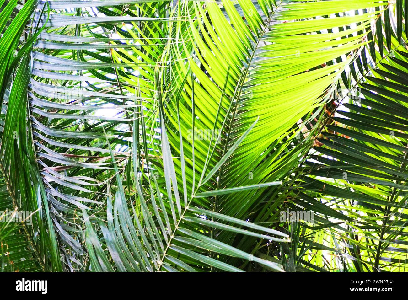 texture végétale de fougère verte comme fond naturel très agréable Banque D'Images