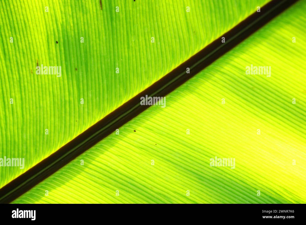 texture végétale de fougère verte comme fond naturel très agréable Banque D'Images
