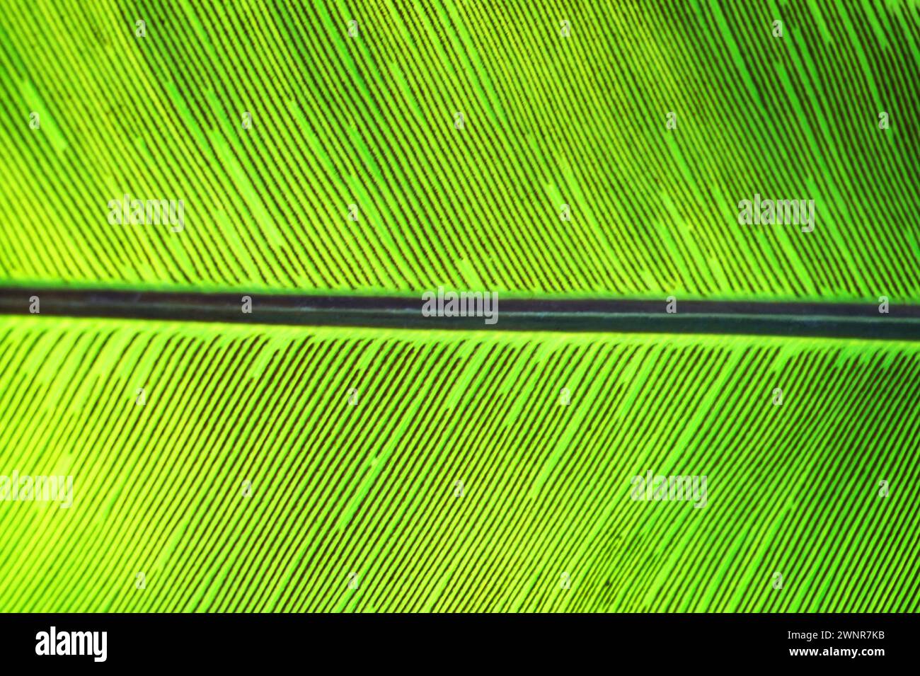 texture végétale de fougère verte comme fond naturel très agréable Banque D'Images