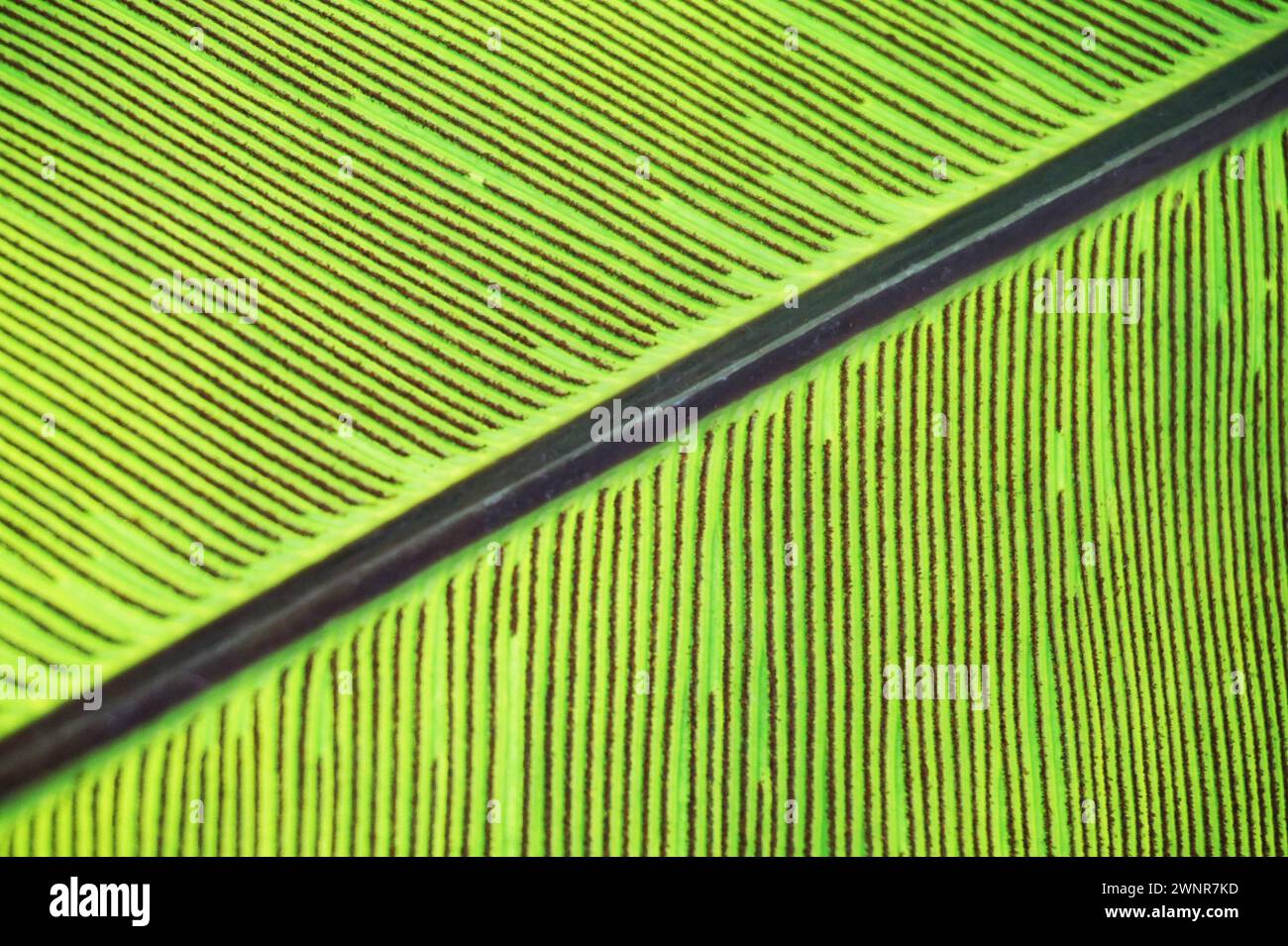 texture végétale de fougère verte comme fond naturel très agréable Banque D'Images