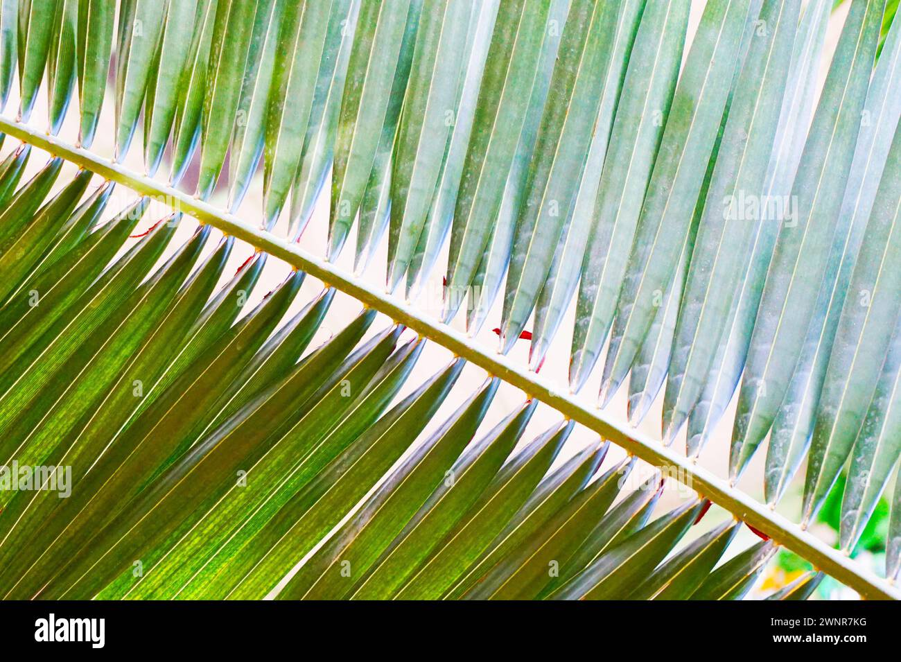 texture végétale de fougère verte comme fond naturel très agréable Banque D'Images