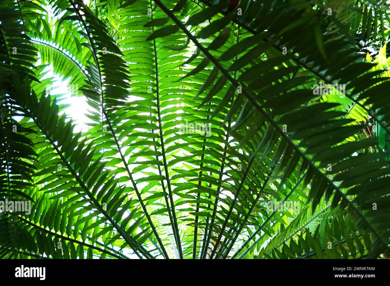 texture végétale de fougère verte comme fond naturel très agréable Banque D'Images