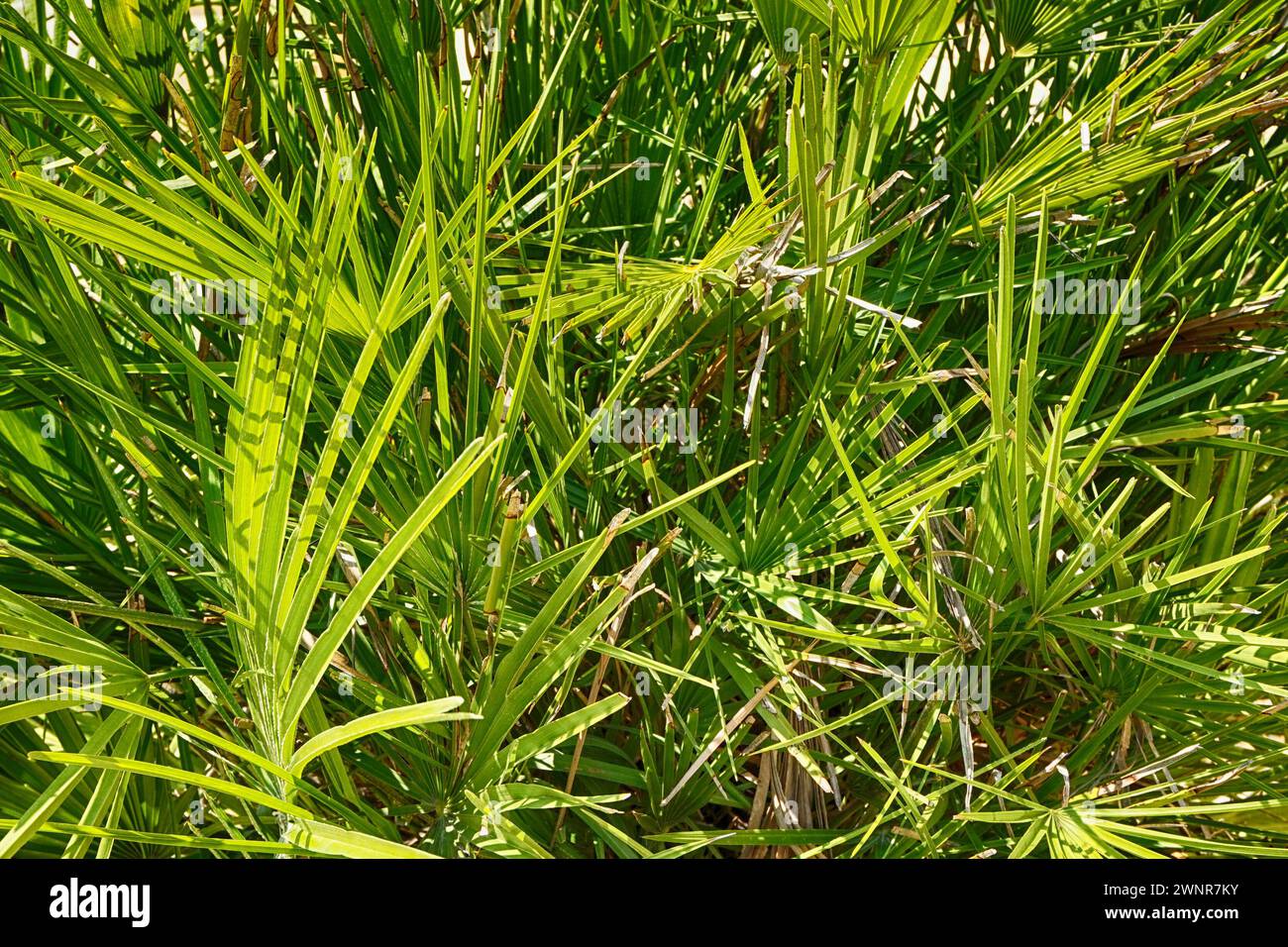 texture végétale de fougère verte comme fond naturel très agréable Banque D'Images