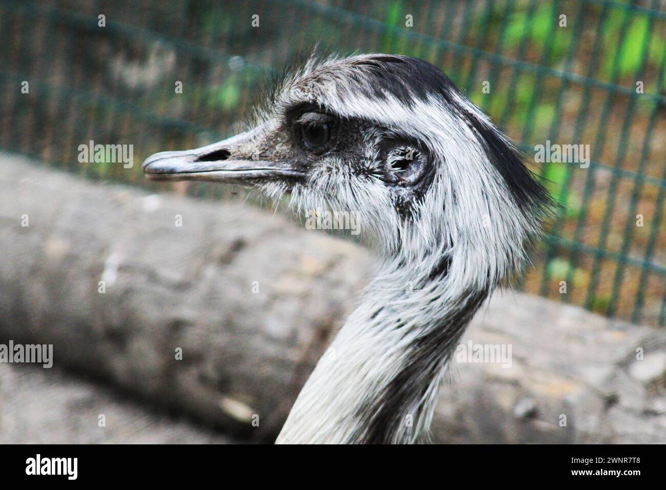 tête d'autruche comme très beau détail animal Banque D'Images
