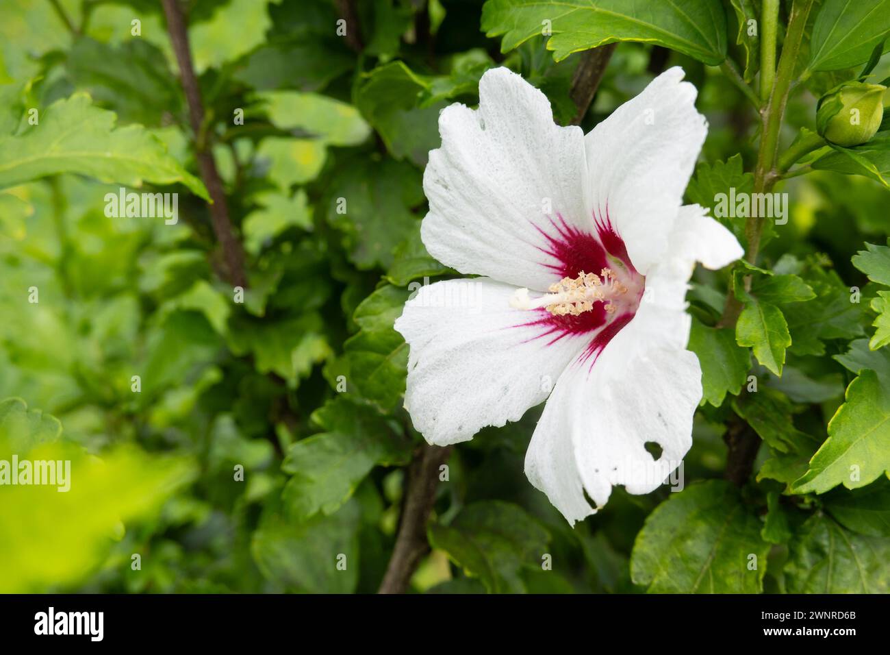 Plante de fleur blanche Hibiscus syriacus dans un jardin vert Banque D'Images