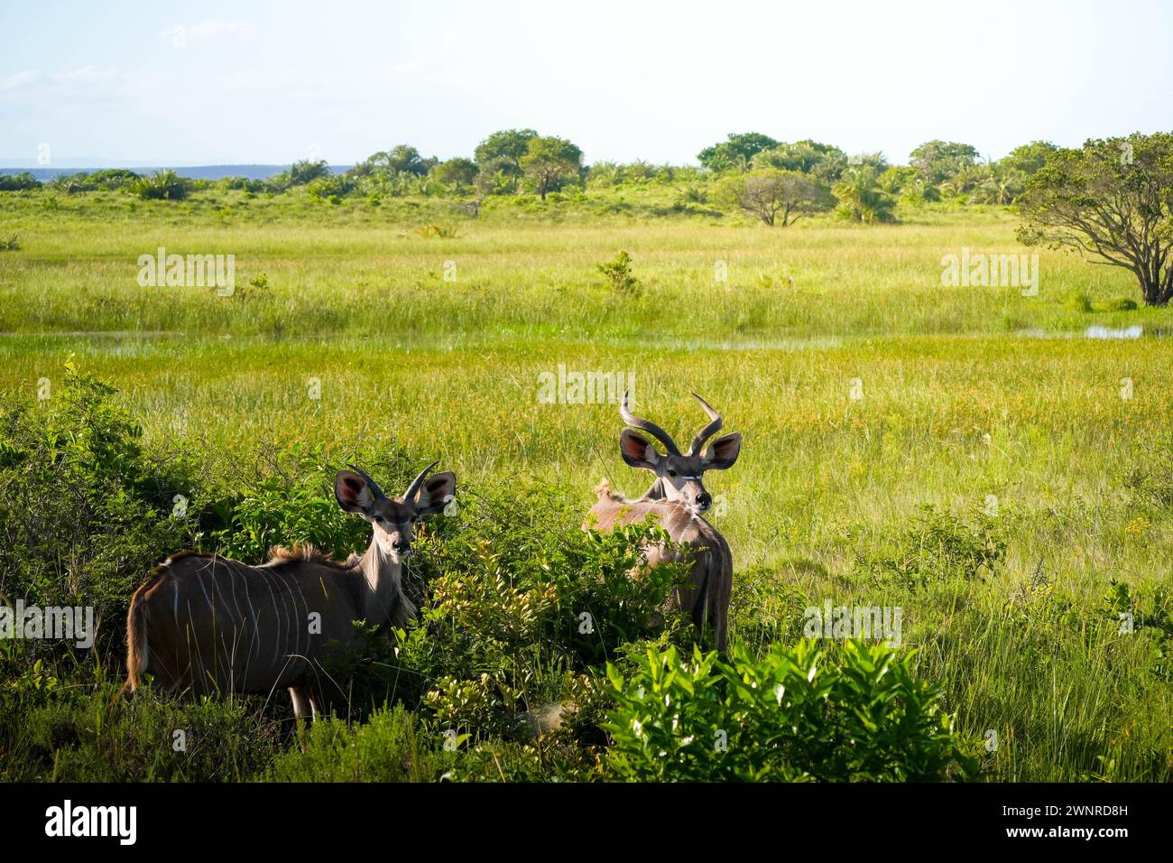 Une paire d'antilopes kudu aux cornes spirales se tient au milieu d'une végétation vibrante dans une savane. La scène capture la tranquillité de ces majestueux c Banque D'Images