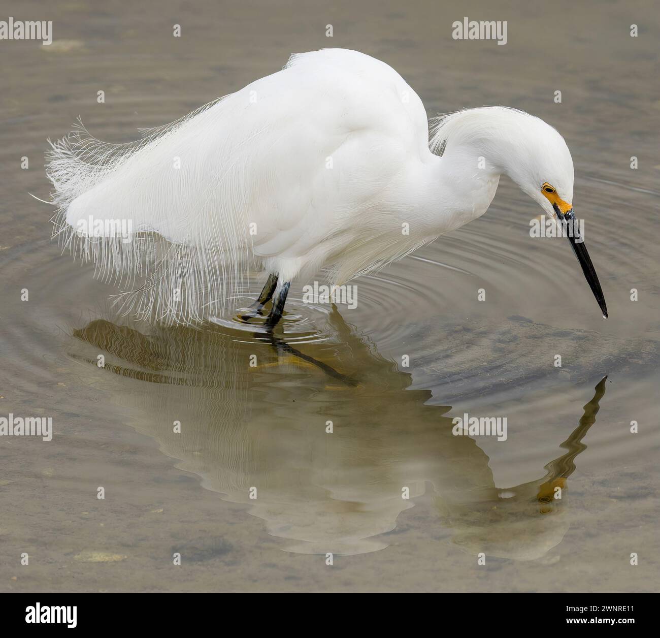 Recherche d'aigrettes enneigées dans les eaux peu profondes. Shoreline Lake and Park, comté de Santa Clara, Californie, États-Unis. Banque D'Images