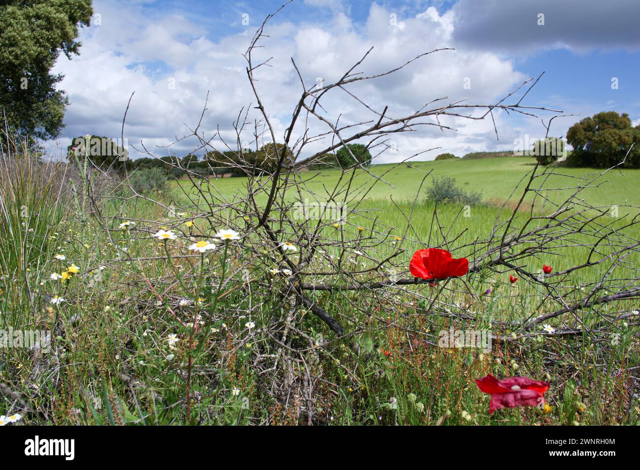 Paysage printanier près d'Aldea del Fresno et la flore de la rivière Alberche centre de l'espagne Banque D'Images