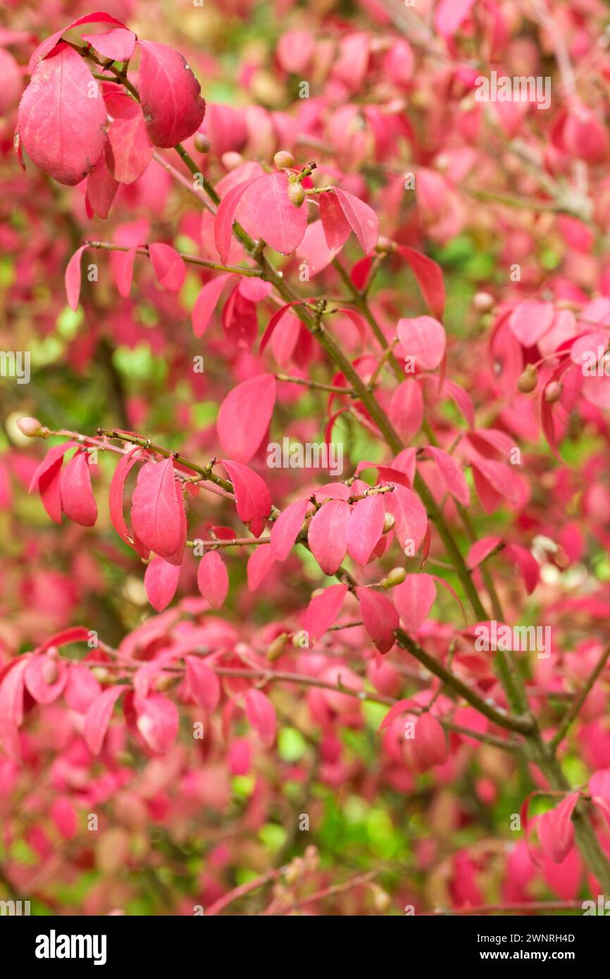 Euonymus alatus, fuseau ailé, euonymus ailé, buisson ardent, cramoisi, feuilles ovales en automne Banque D'Images